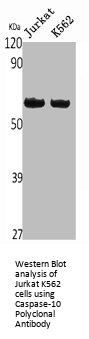 Caspase-10 Polyclonal Antibody
