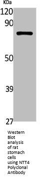 SLC6A17 Antibody