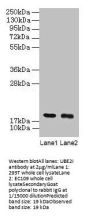 UBE2I Antibody