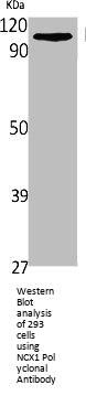 SLC8A1 Antibody