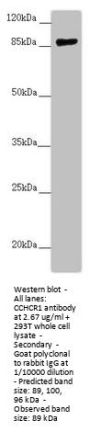 CCHCR1 Antibody
