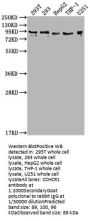 CCHCR1 Antibody