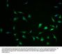 CCHCR1 Antibody