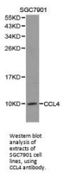 CCL4 Antibody