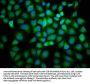 CCNB2 Antibody