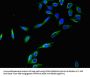 CCNC Antibody