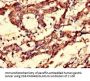 CCNC Antibody