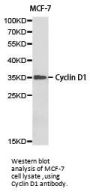 CCND1 Antibody