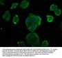 CCND2 Antibody