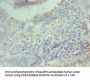 CCND2 Antibody