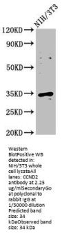 CCND2 Antibody