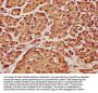 CCND2 Antibody