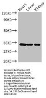 CCND2 Antibody