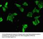CCND2 Antibody