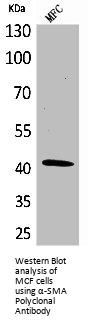 ACTA1 Antibody
