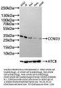 CCND3 Antibody