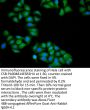CCND3 Antibody