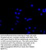 CCND3 Antibody