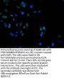 CCND3 Antibody