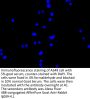 CCND3 Antibody