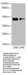 CCNE2 Antibody