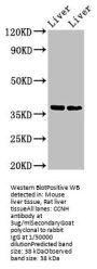 CCNH Antibody