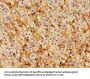 CCNH Antibody