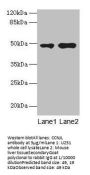 CCNJL Antibody