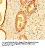 CCNO Antibody