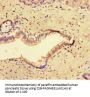 CCNO Antibody
