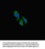 CCNO Antibody