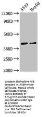 CCR10 Antibody
