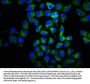 CCR2 Antibody