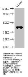 CCR3 Antibody