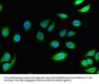 CCR3 Antibody