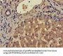 CCR3 Antibody
