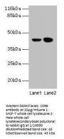 CCR6 Antibody
