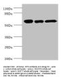 CCT2 Antibody