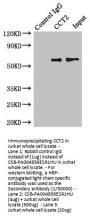 CCT2 Antibody