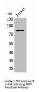 PREP Antibody