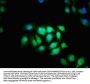 CCT5 Antibody