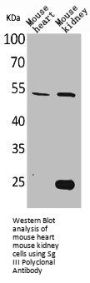 SCG3 Antibody