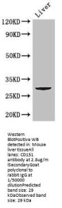 CD151 Antibody