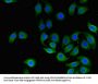 CD151 Antibody