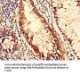 CD151 Antibody