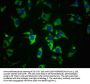 CD200 Antibody