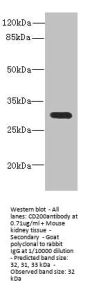 CD200 Antibody