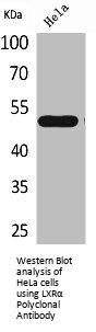 NR1H3 Antibody