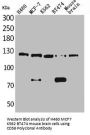 NCAM1 Antibody