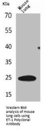 EDN1 Antibody